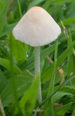 Conocybe lactea