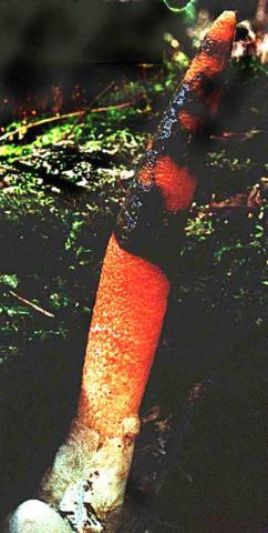 Mutinus elegans, the dog stinkhorn
