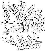 A.nabsnona microscopic char.