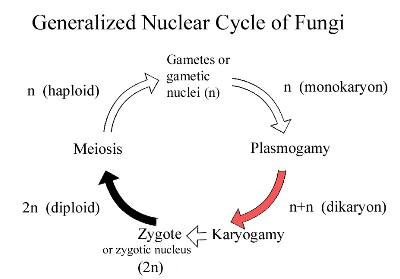 general nuclear cycle of fungi