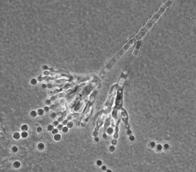 Penicillium chrysogenum