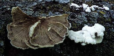 older Schizophyllum fruiting bodies