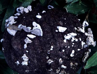 Schizophyllum on a seed in Puerto Rico