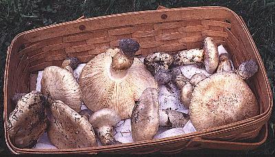 basket of matsutake