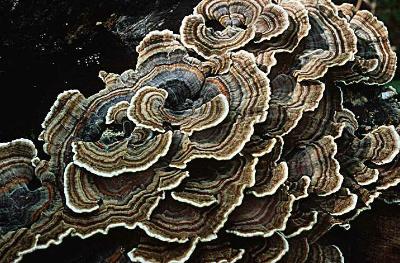 You're missing a beautiful Trametes versicolor picture